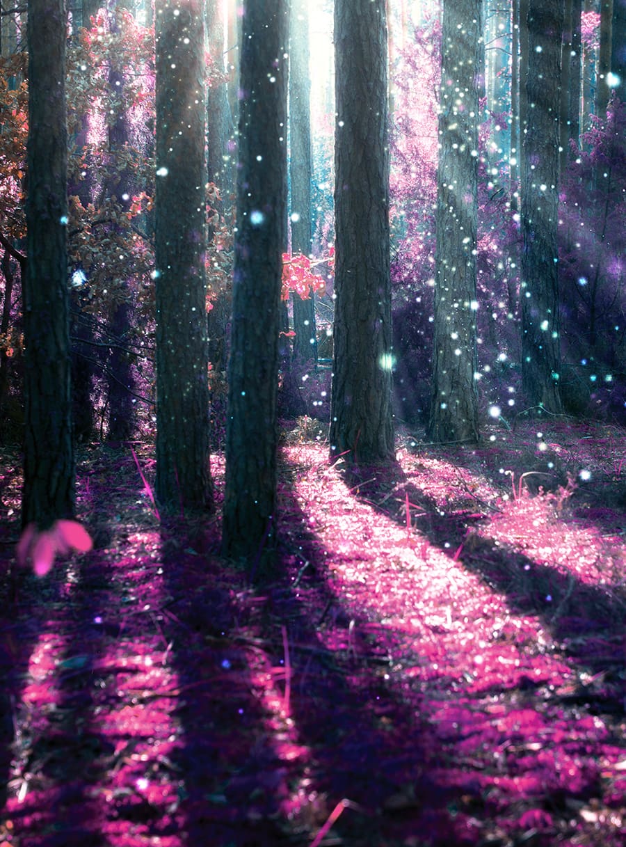 a colorful photos of a forest with light shining through the tree trunks there is purple everywhere including some sort of flower on the ground